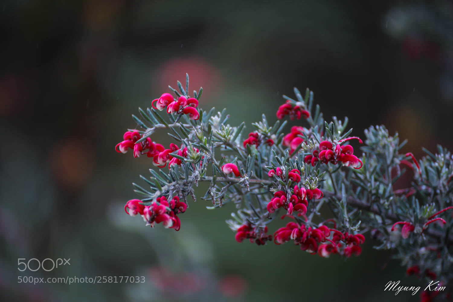 Canon EOS 5D Mark IV sample photo. Pa photography