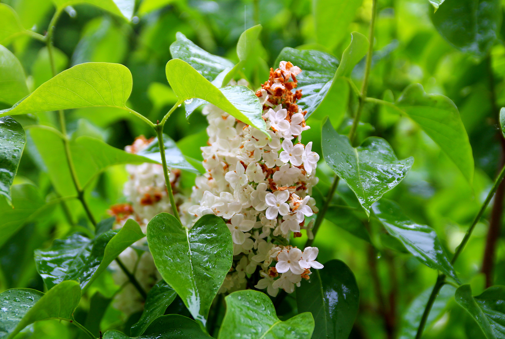 Sigma 18-50mm f/2.8 Macro sample photo. Nature photography