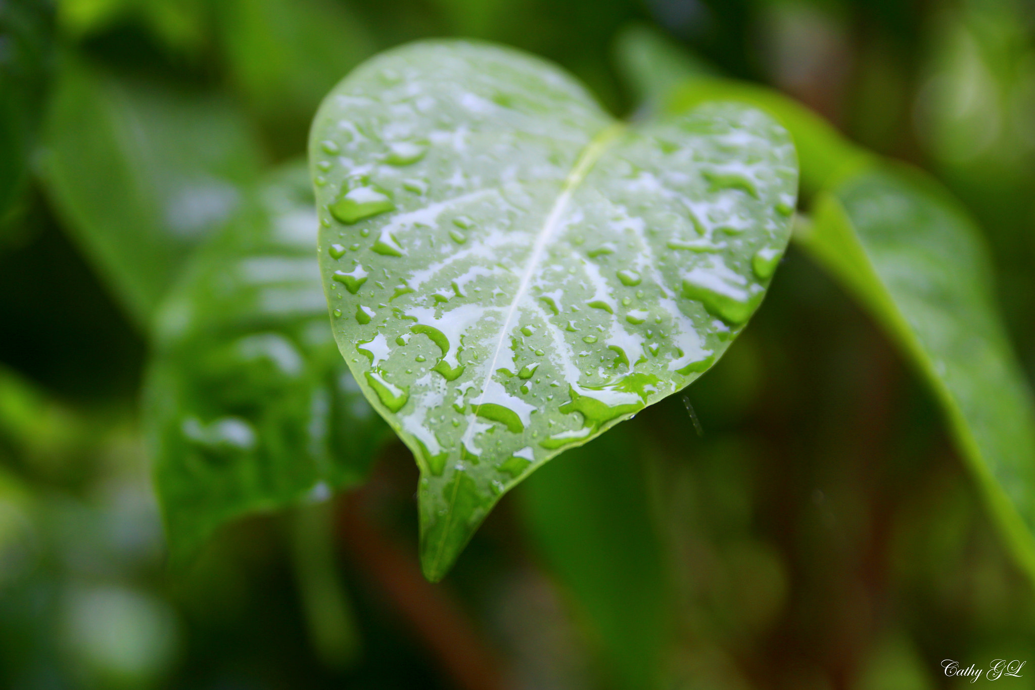 Sigma 18-50mm f/2.8 Macro sample photo. Nature photography