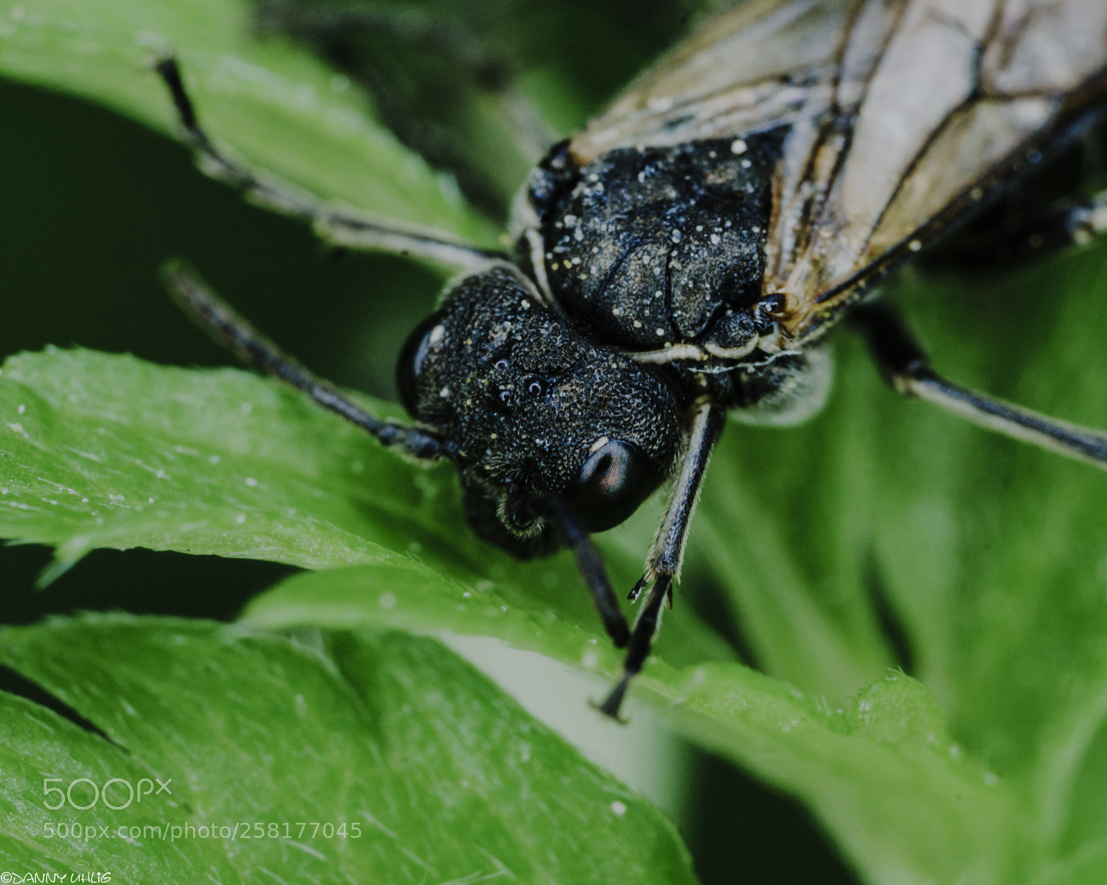 Sony a6300 sample photo. Dsc04731.jpg photography
