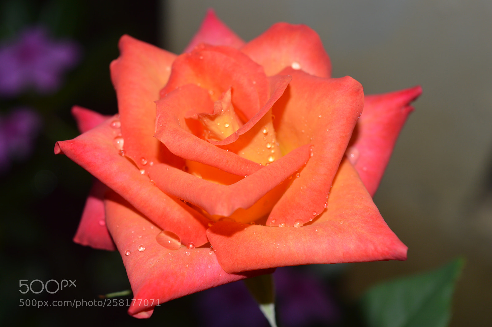 Nikon D3200 sample photo. Rose photography
