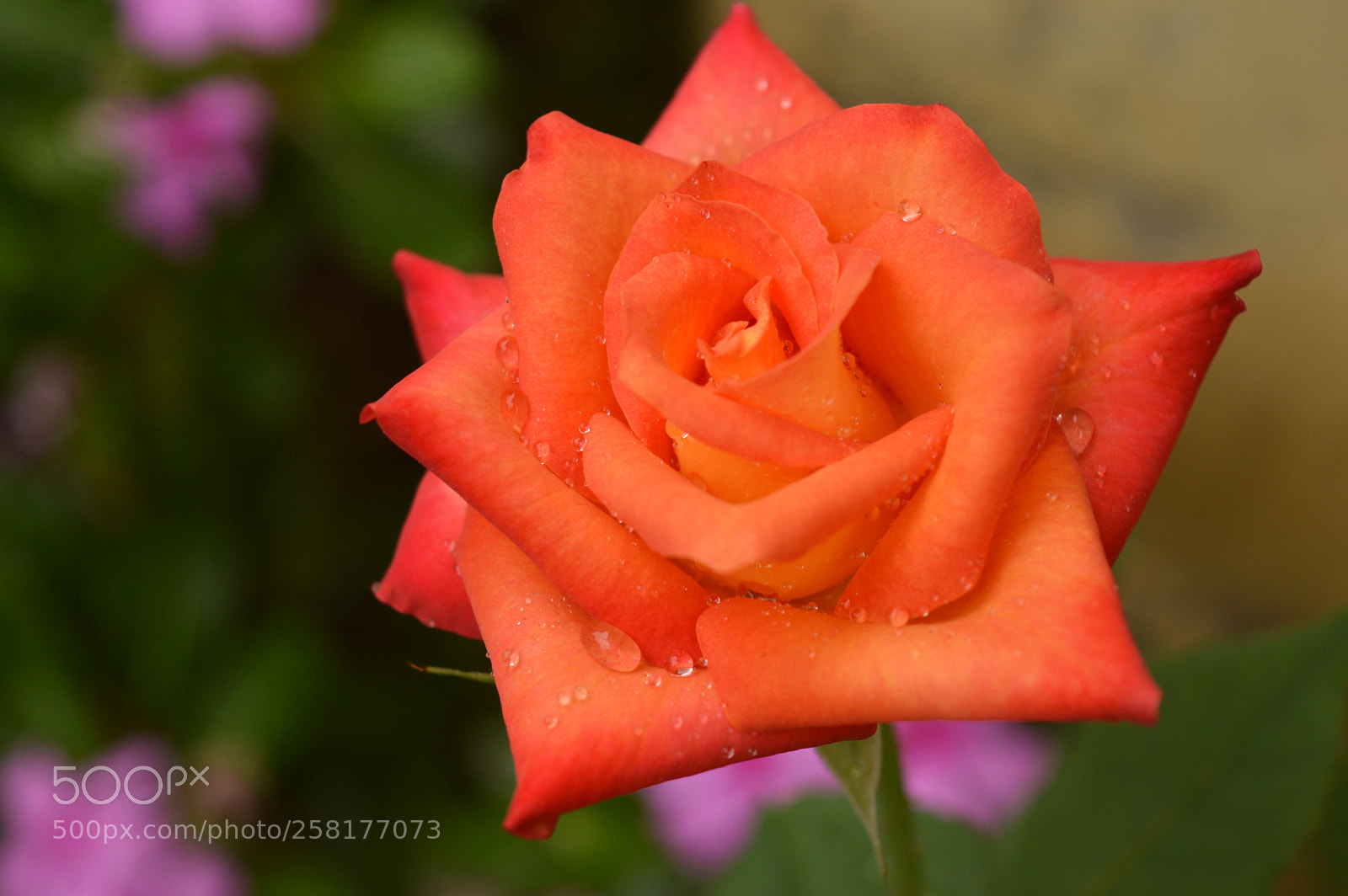 Nikon D3200 sample photo. Rose photography