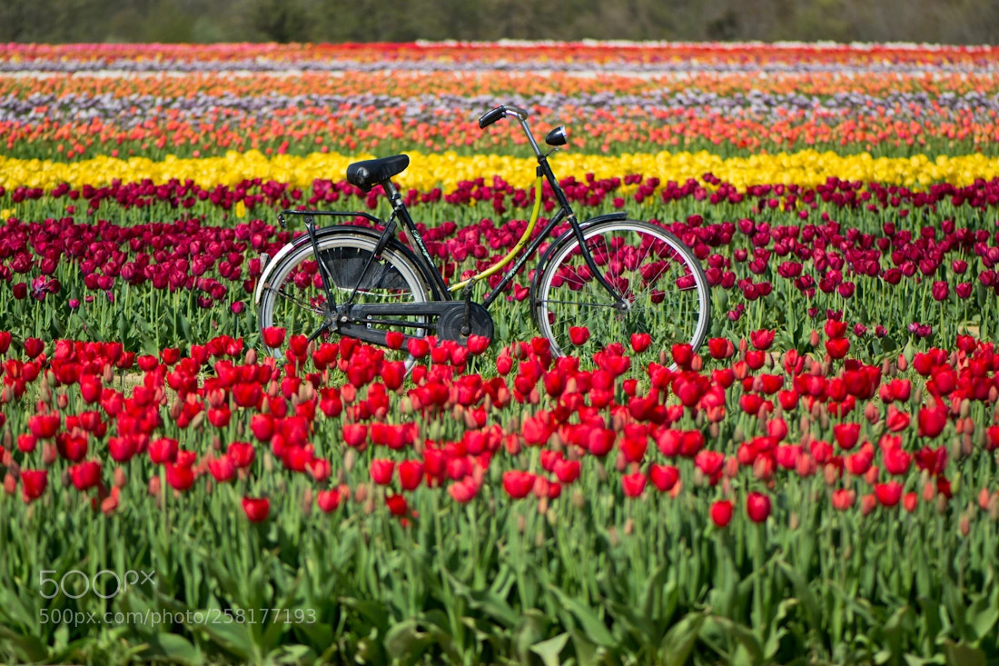 Nikon D3100 sample photo. Tulip field photography