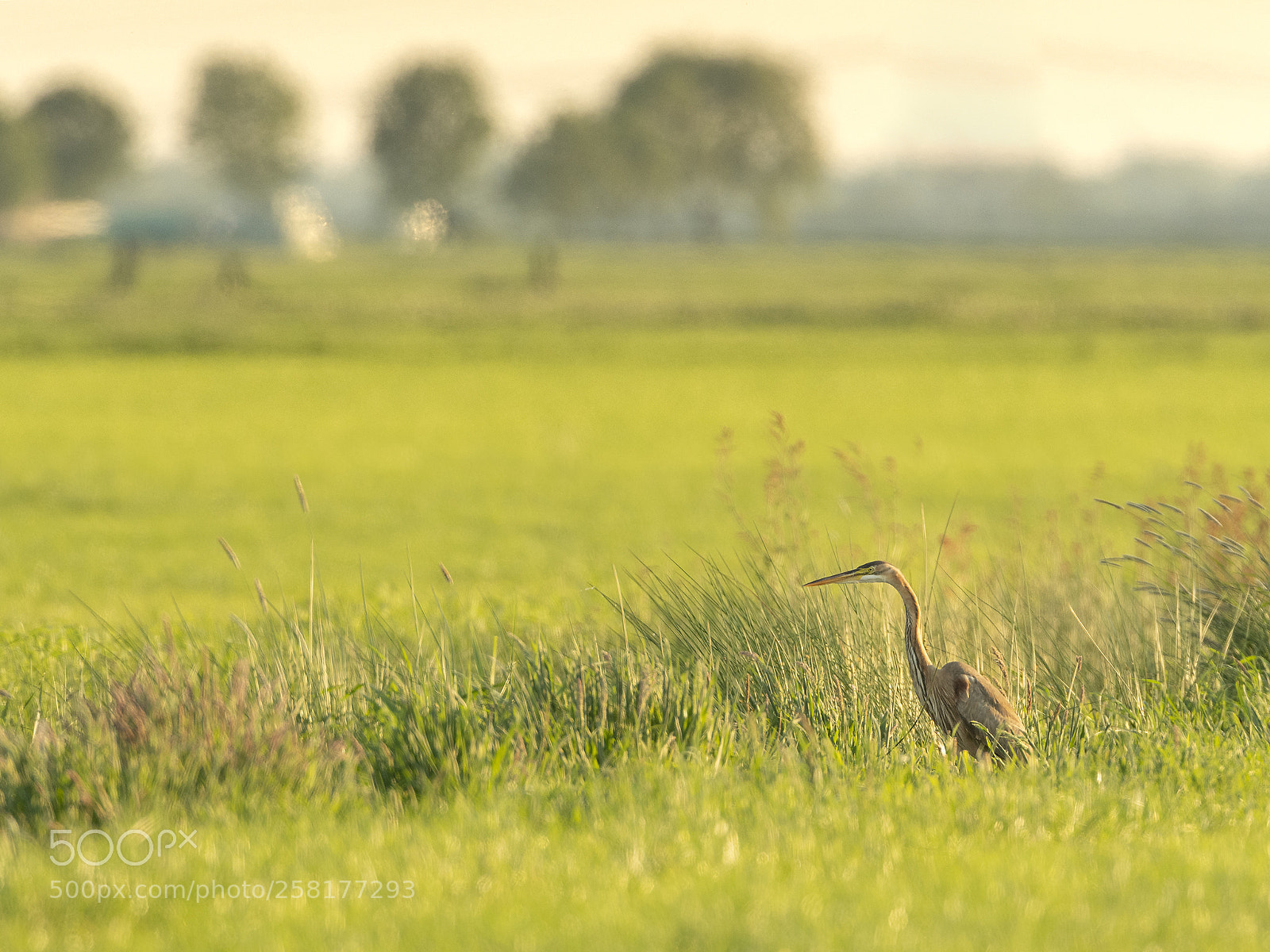Nikon D500 sample photo. Purple heron photography