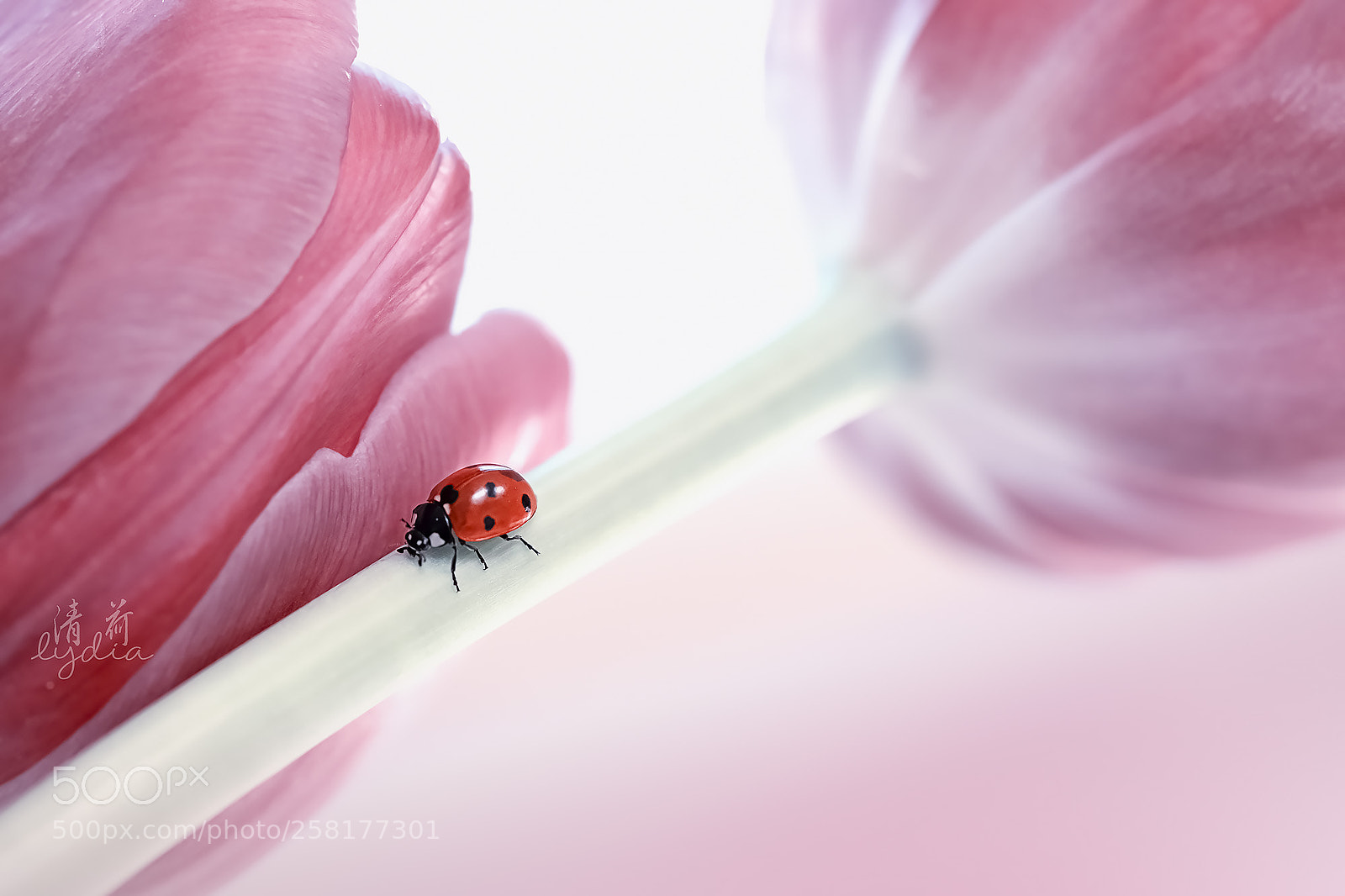 Sony a9 sample photo. Ladybug photography