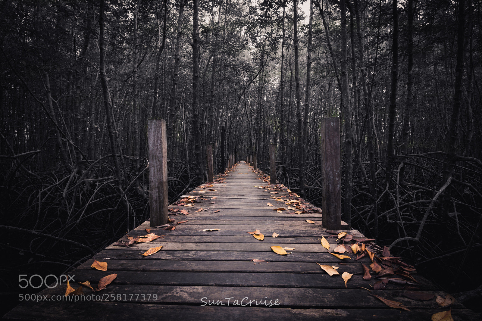 Nikon D7200 sample photo. The bridge. photography