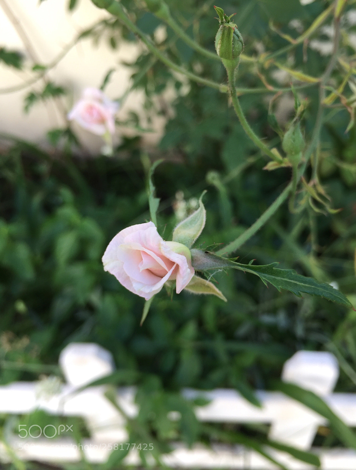 Apple iPhone 6 sample photo. Untitled photography