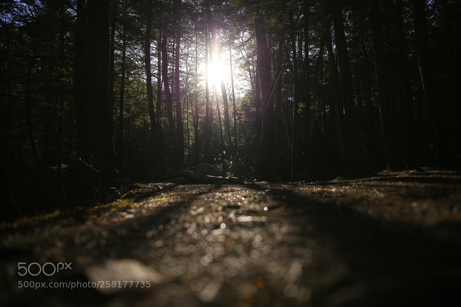 Canon EOS 6D sample photo. Perdu dans la foret photography