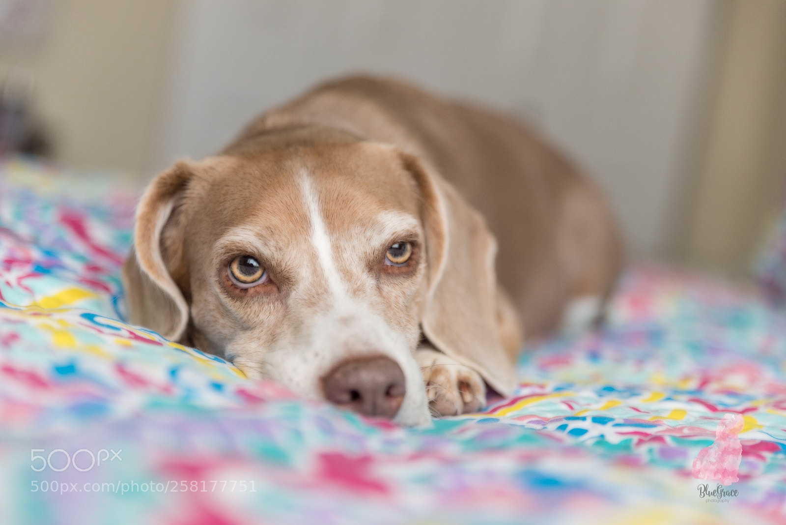 Nikon D750 sample photo. Clover photography