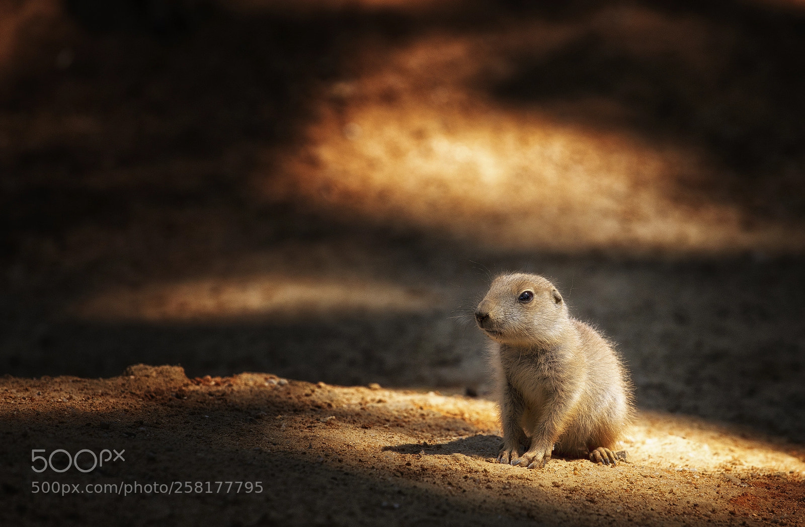 Canon EOS 6D sample photo. Black tailed prairie dog photography