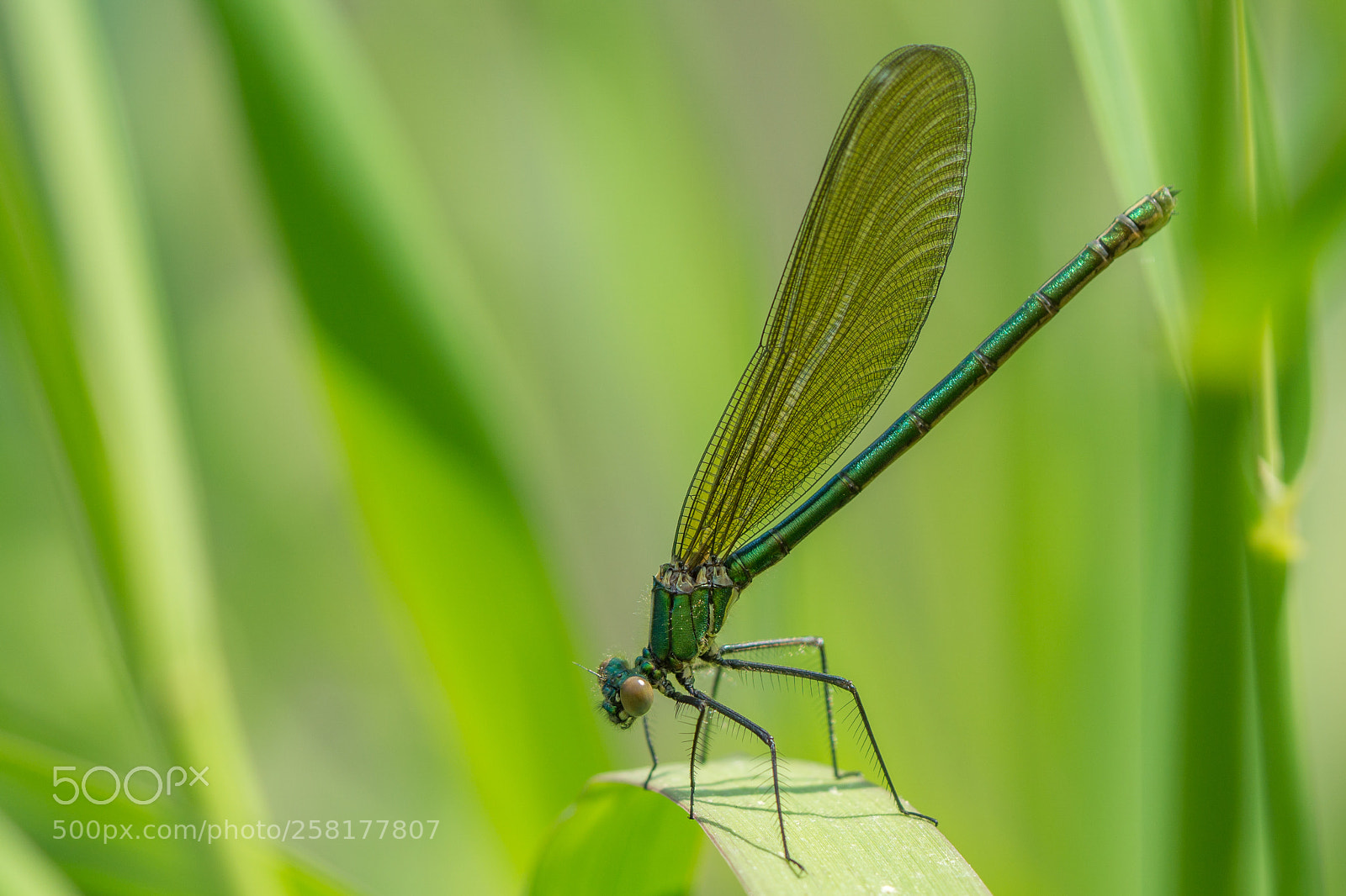 Sony a6000 sample photo. Green beautiful demoiselle photography