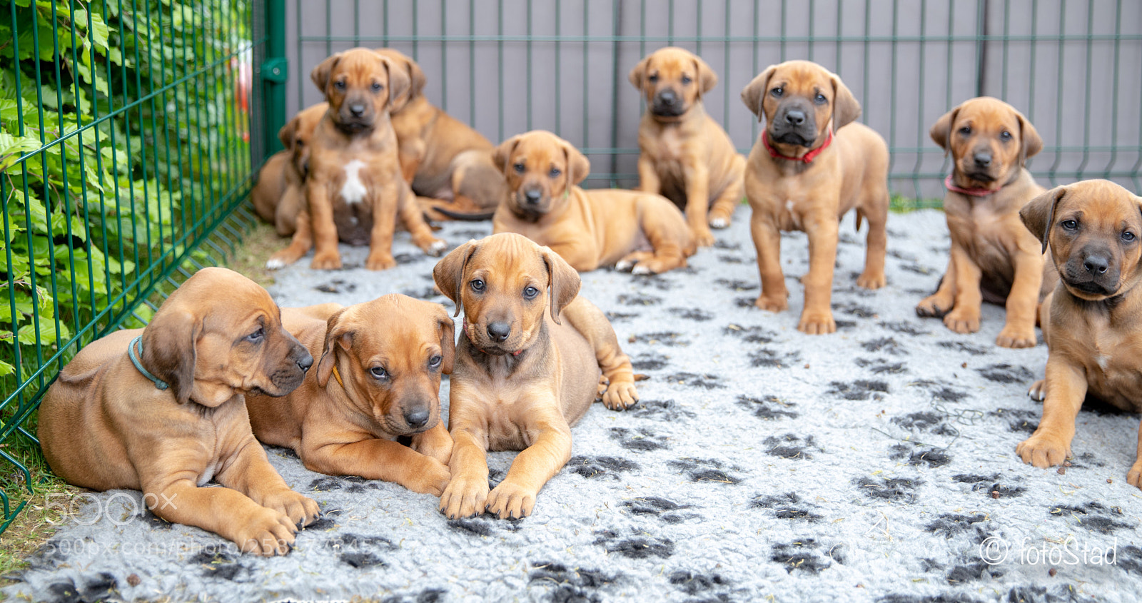 Canon EOS 6D Mark II sample photo. Puppies photography