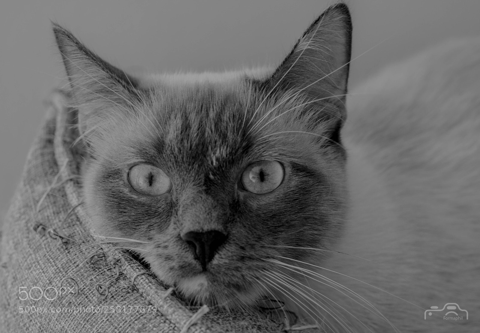 Canon EOS 750D (EOS Rebel T6i / EOS Kiss X8i) sample photo. Iris photography