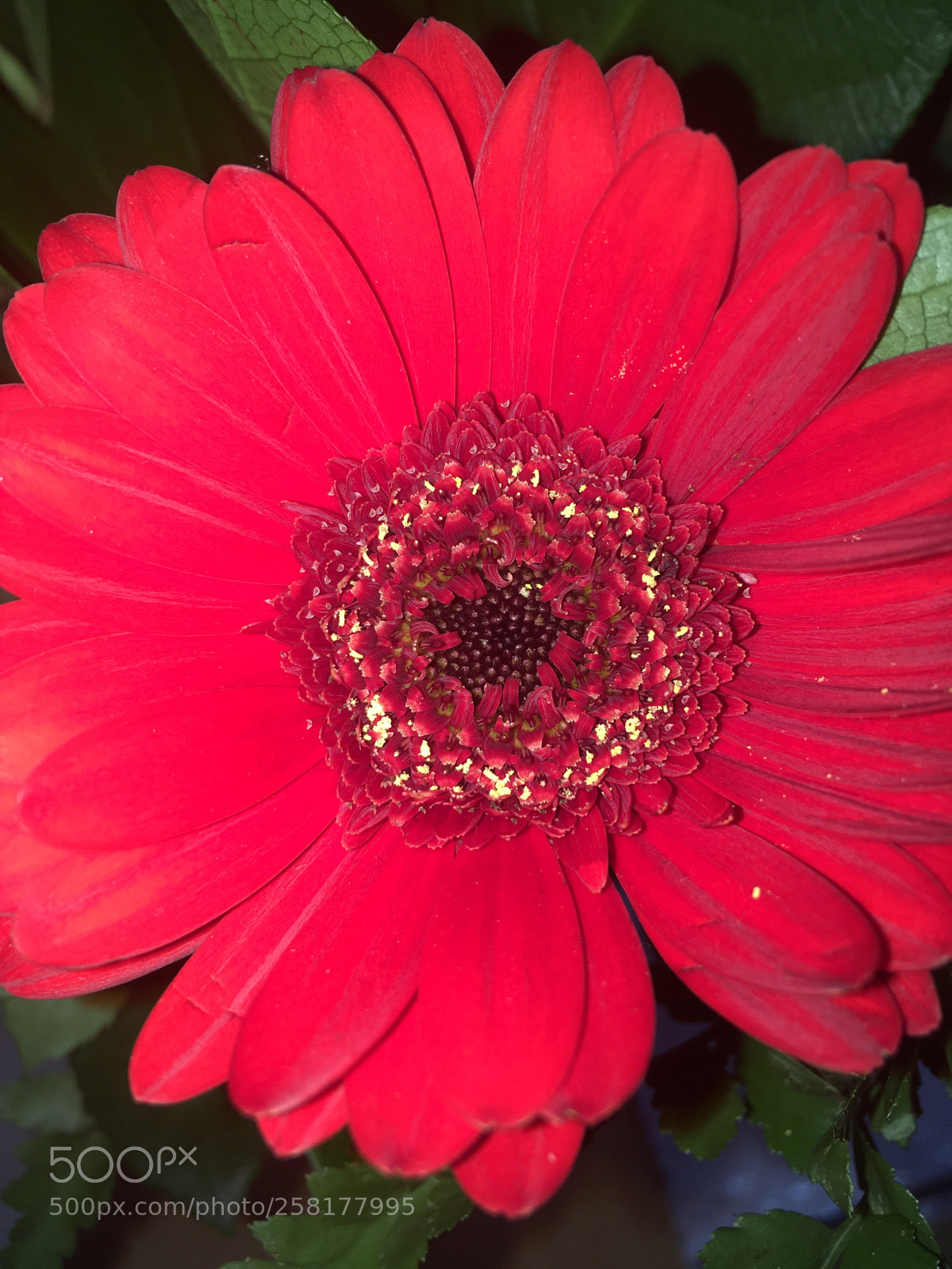 Apple iPhone SE sample photo. Untitled photography