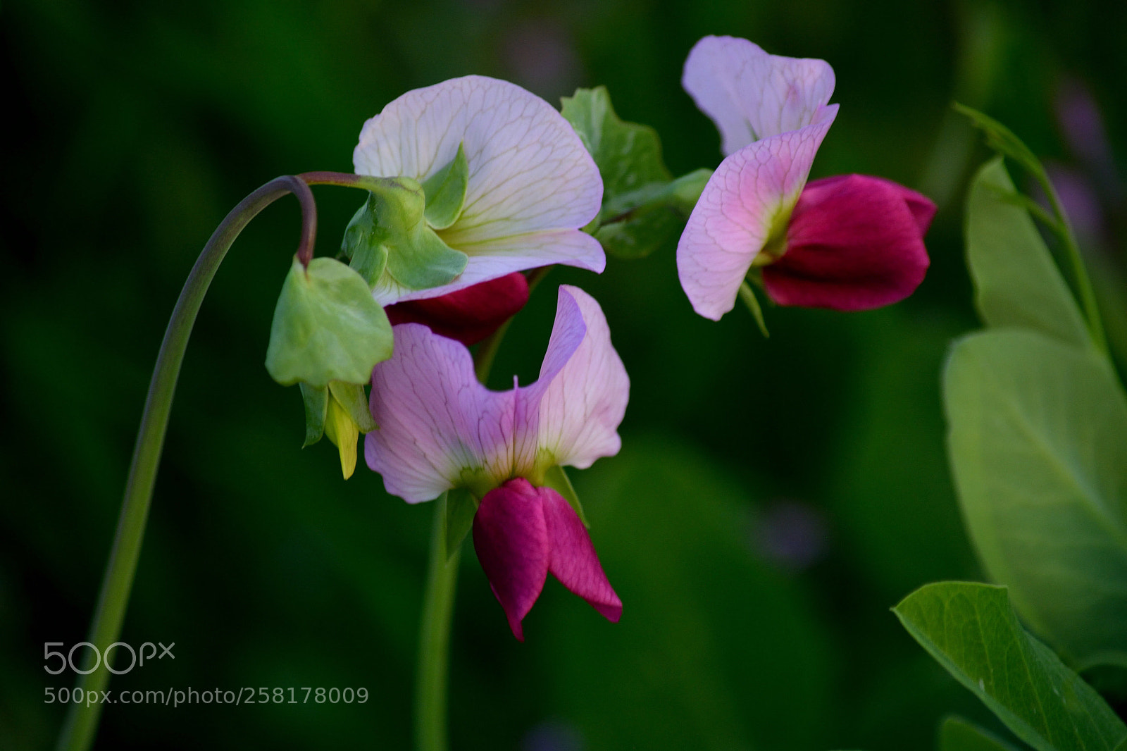 Nikon D5200 sample photo. Untitled photography