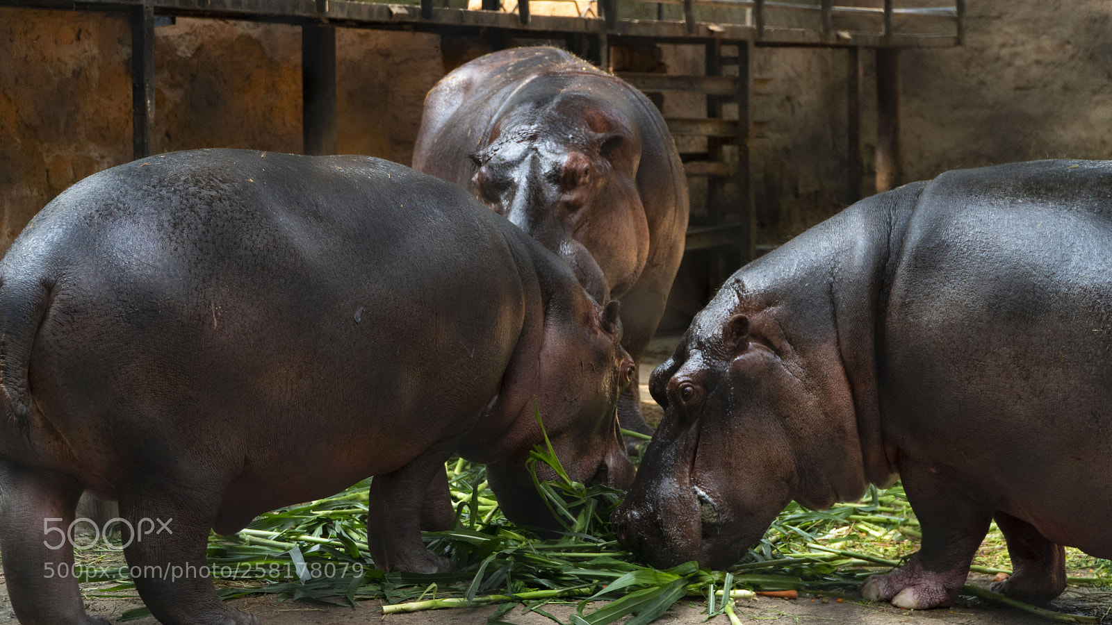 Sony a6300 sample photo. Hippo lunch photography