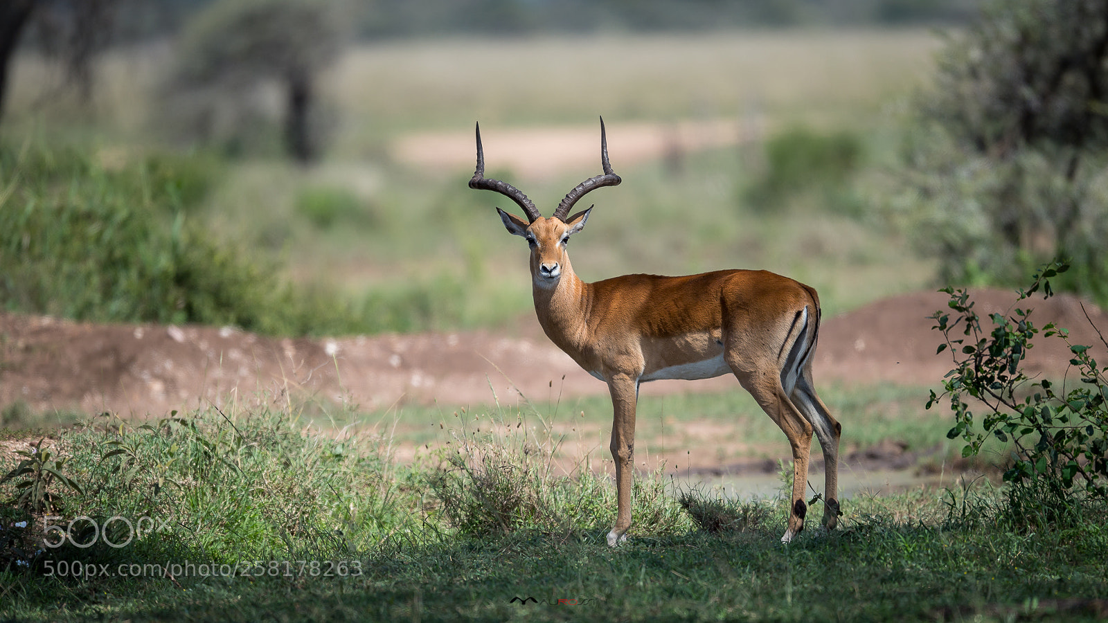 Nikon D5 sample photo. Impala (male) photography