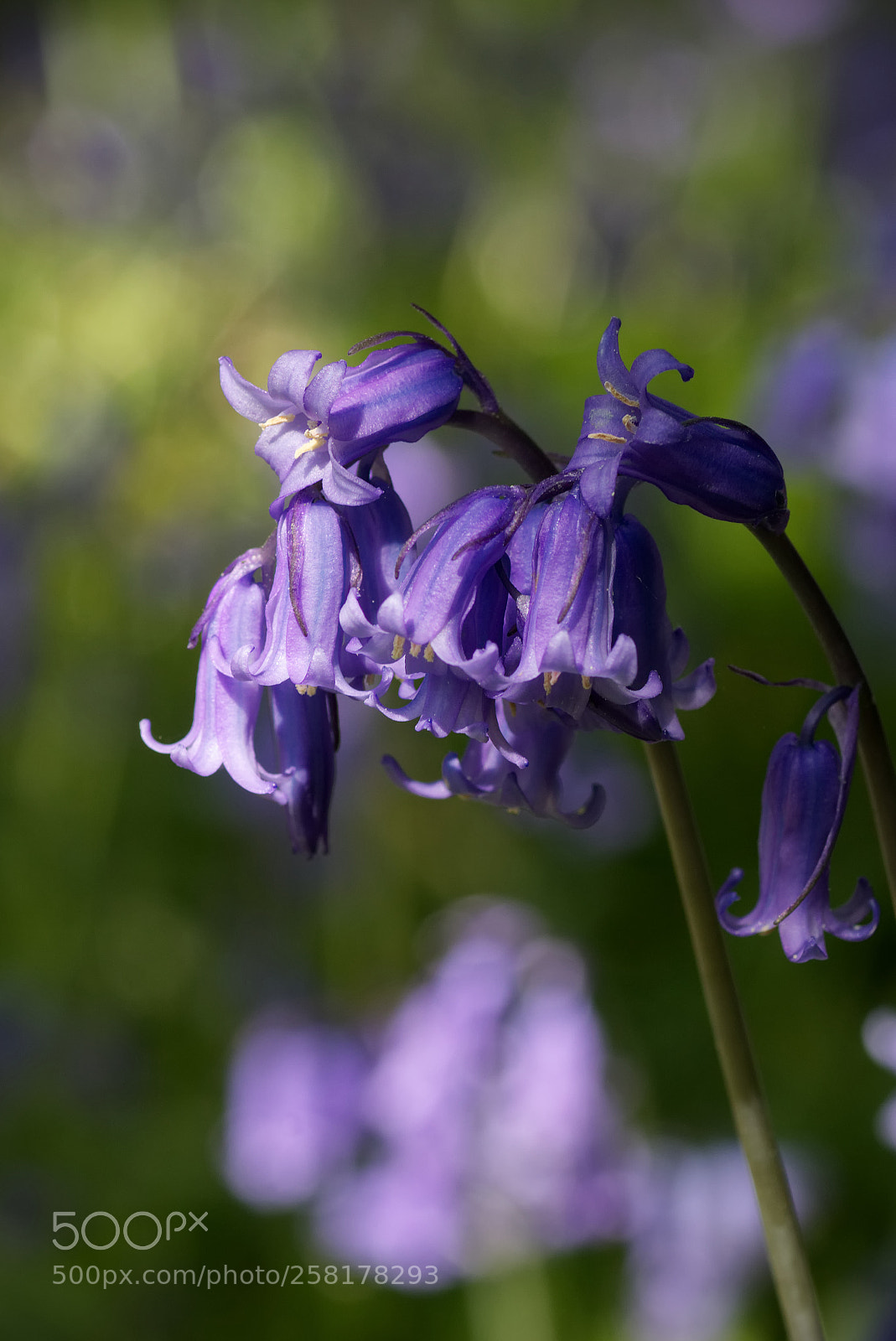 Canon EOS 70D sample photo. Bells of blue photography