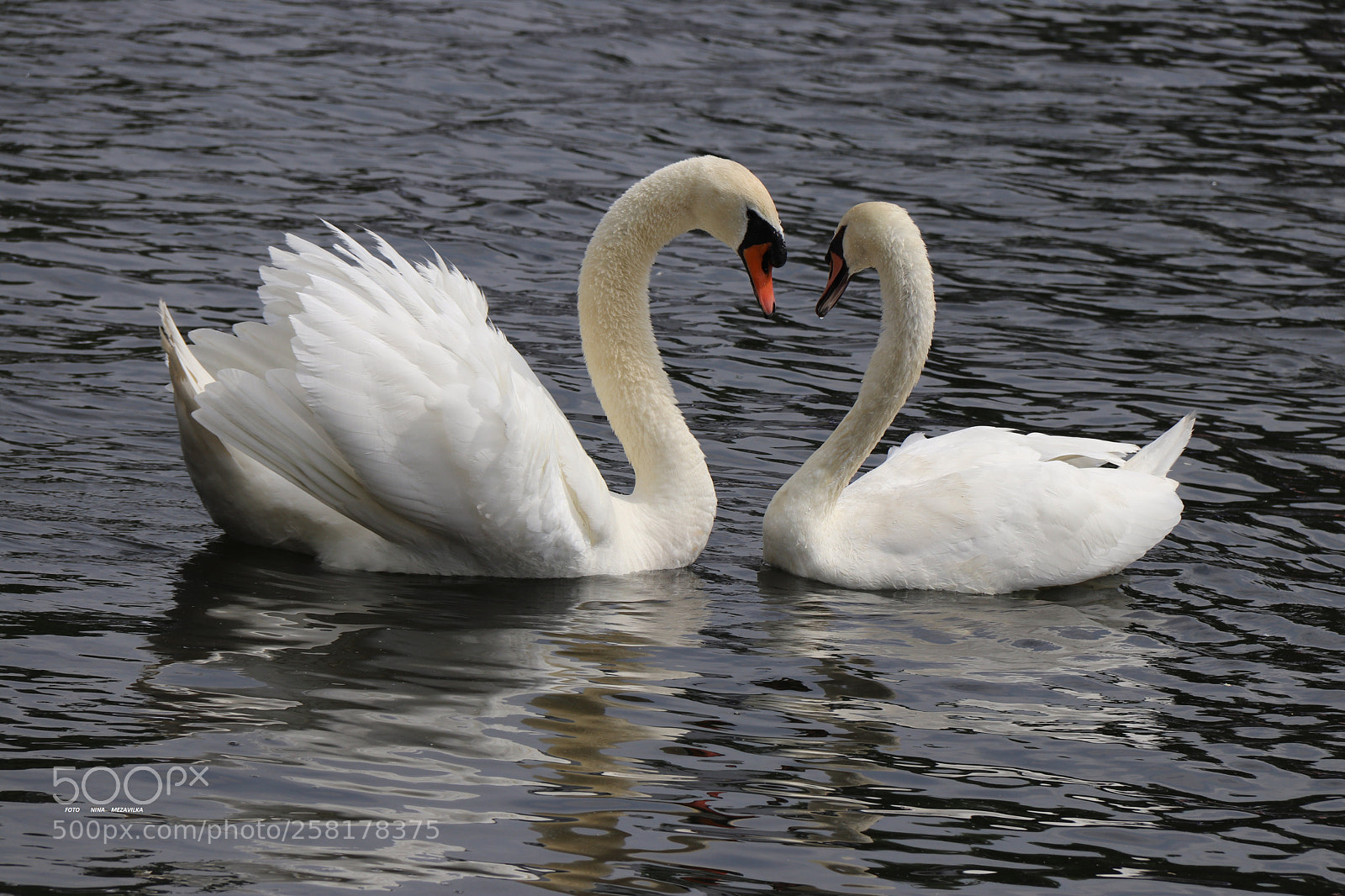 Canon EOS 800D (EOS Rebel T7i / EOS Kiss X9i) sample photo. Die liebe photography