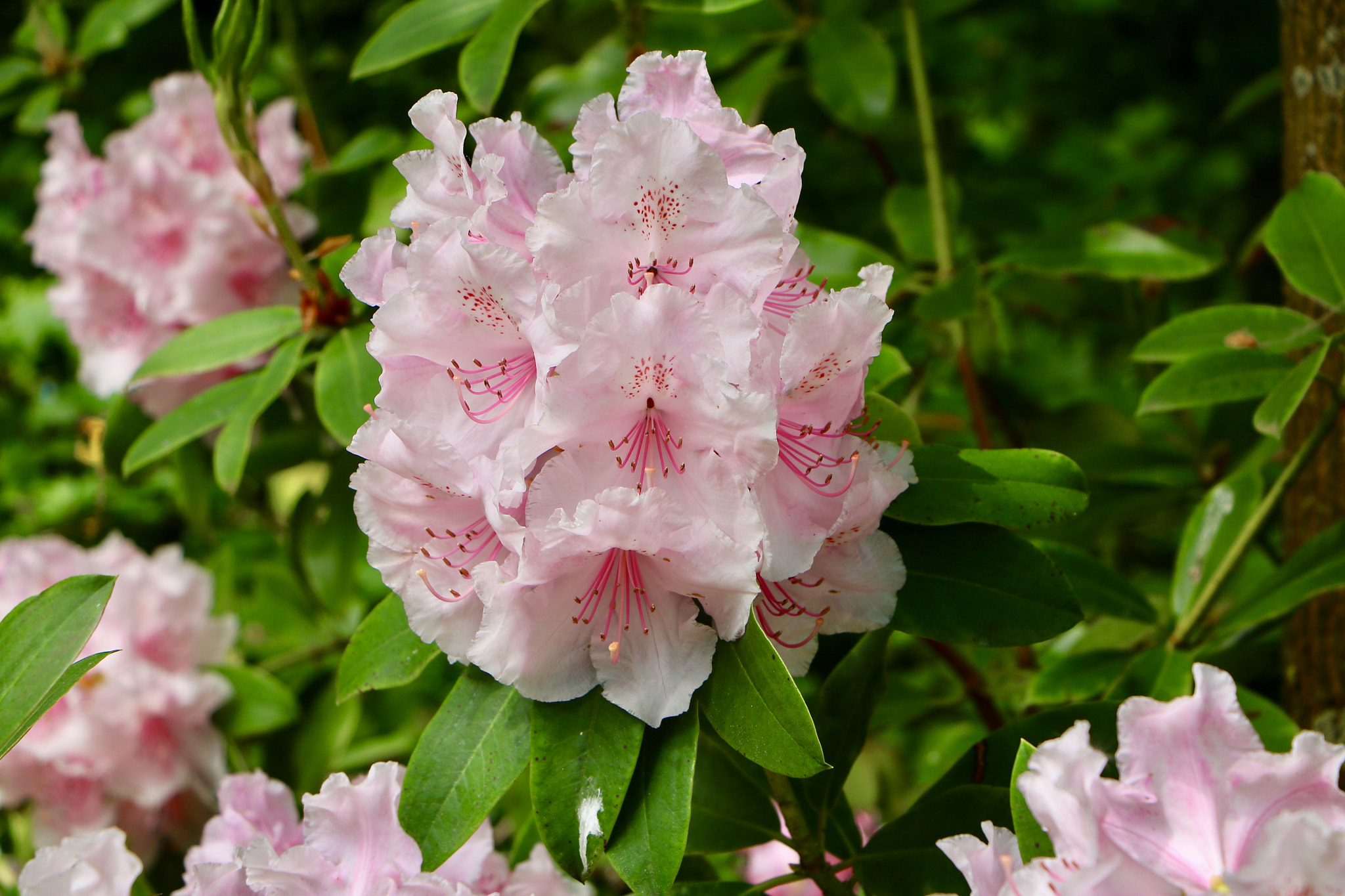 Canon EOS 760D (EOS Rebel T6s / EOS 8000D) sample photo. Pink beauty photography