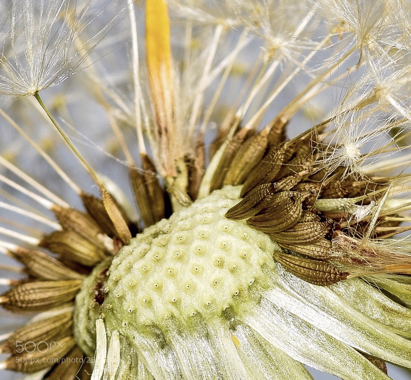 Nikon D7200 sample photo. Macro dandelion  photography