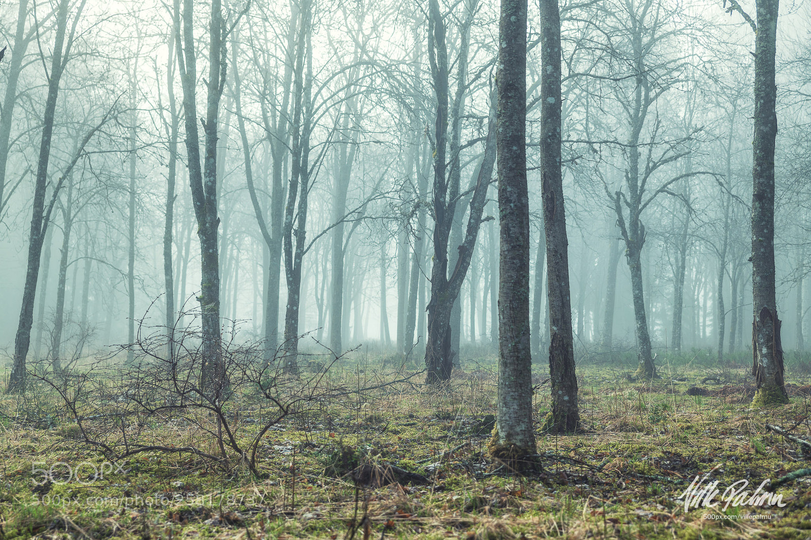 Nikon D850 sample photo. Morning fog at mets photography