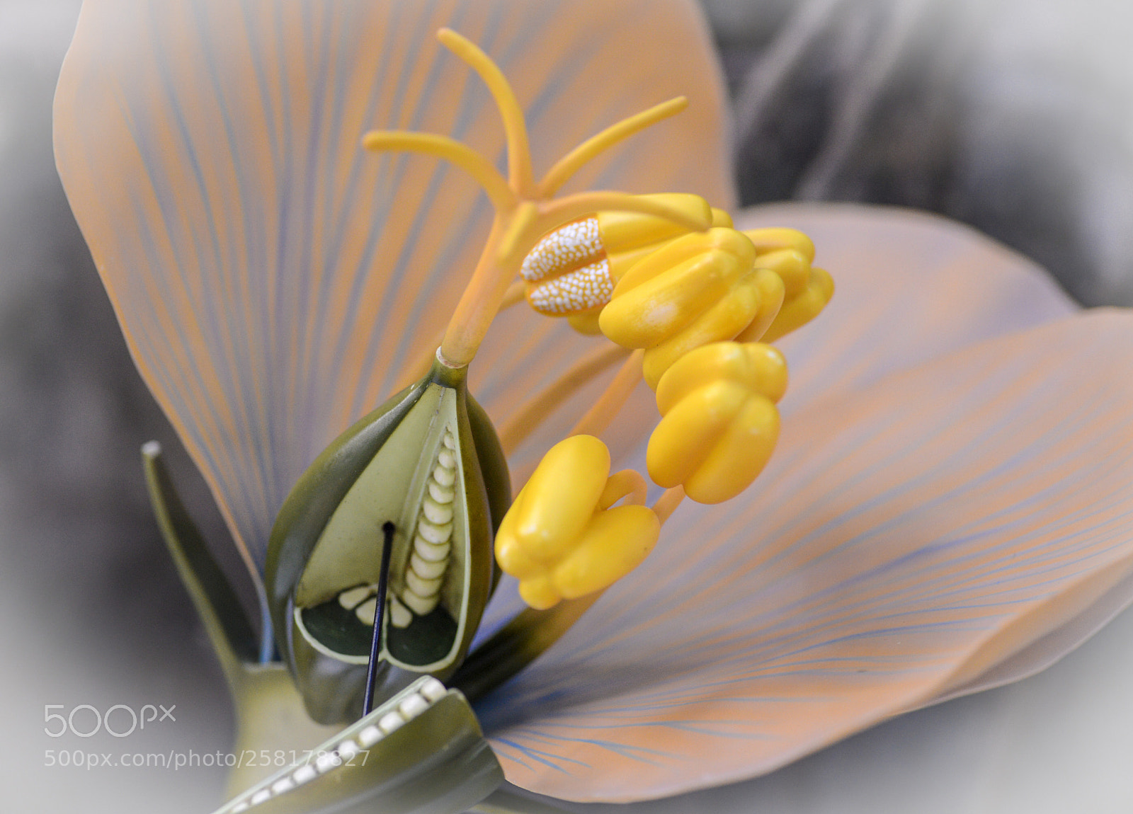 Nikon D600 sample photo. Exotic photography