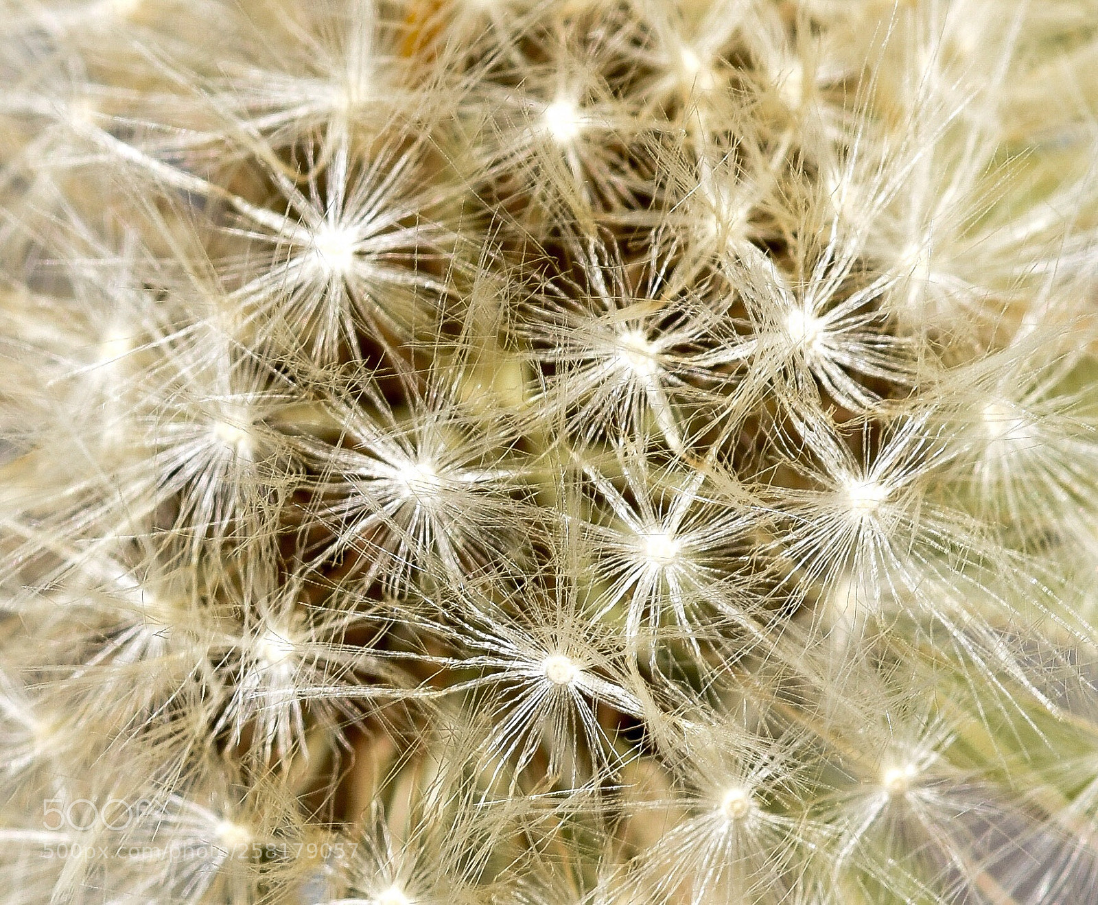 Nikon D7200 sample photo. Macro dandelion 2 photography