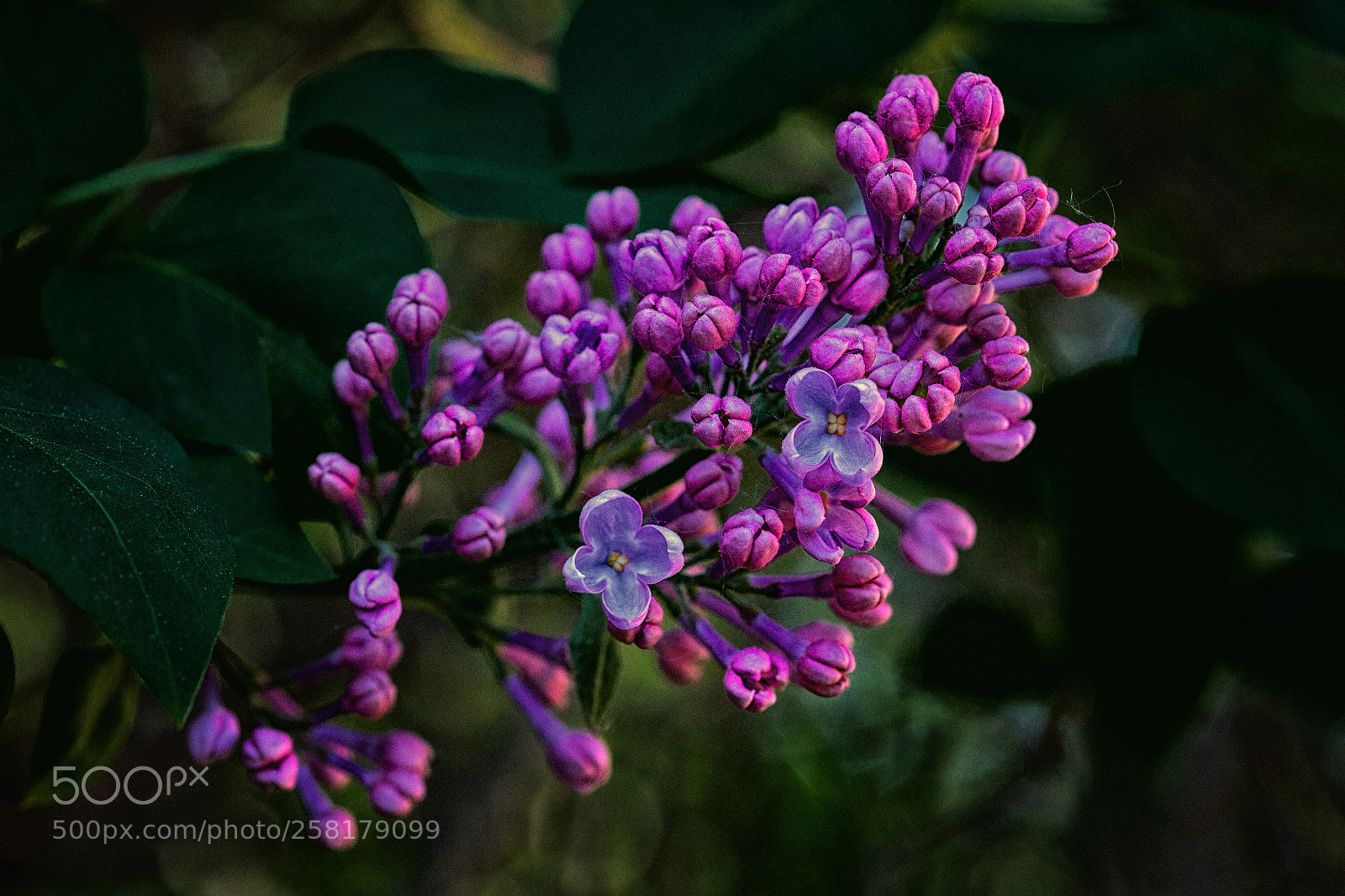 Canon EOS 6D sample photo. Lilac photography