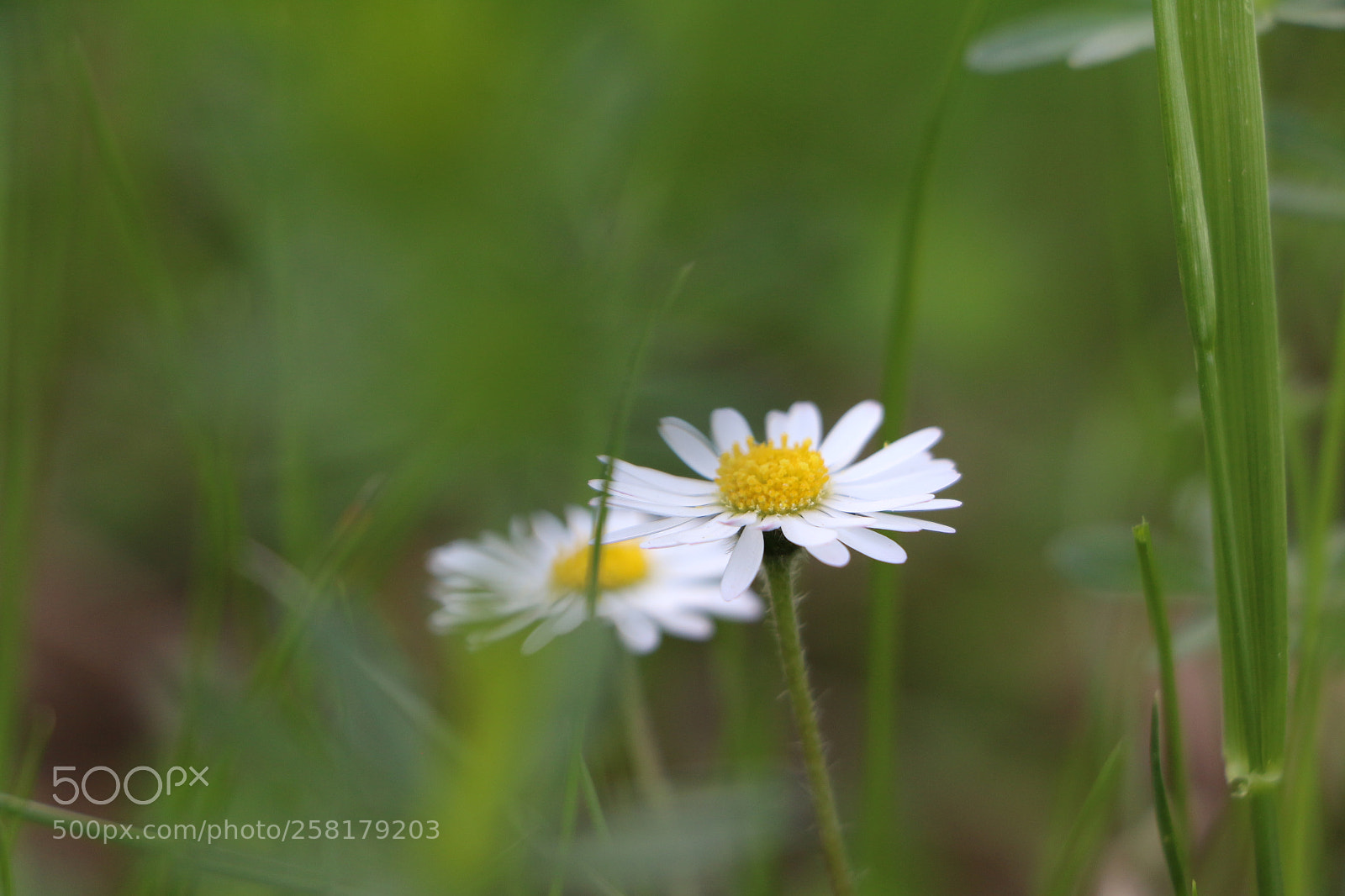 Canon EOS 70D sample photo. Small is beautiful photography