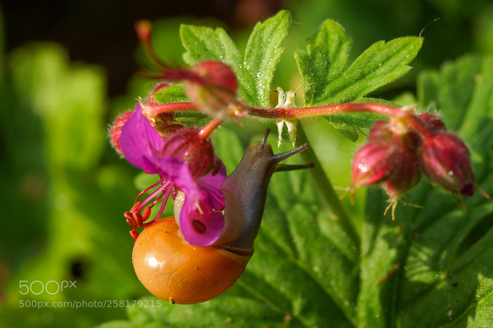 Sony Alpha NEX-7 sample photo. Snail photography