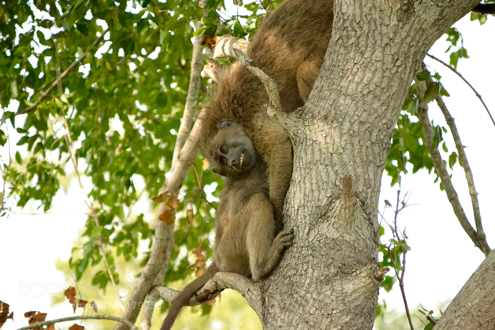 Nikon D3100 sample photo. Baby chacma baboon smothered photography