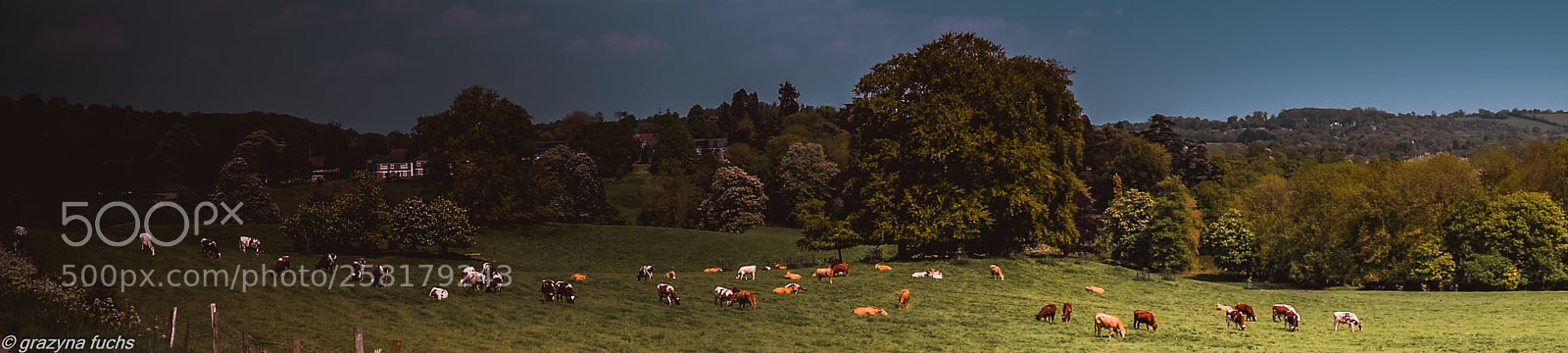 Nikon D3300 sample photo. Gatton park photography