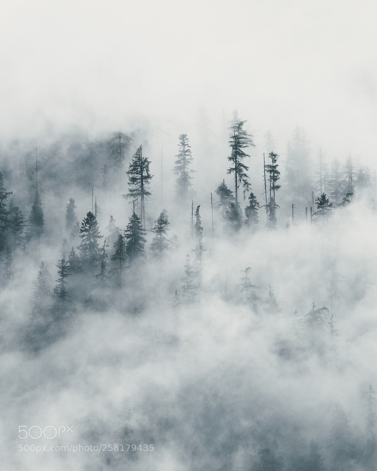 Nikon D850 sample photo. Covered in fog photography