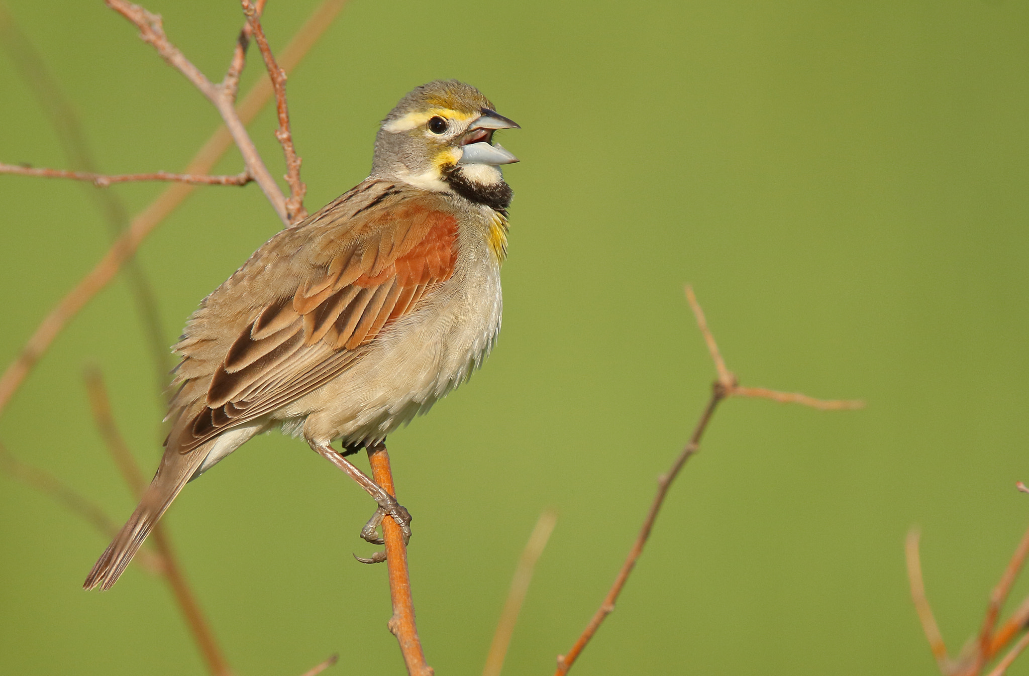 Tamron SP 150-600mm F5-6.3 Di VC USD sample photo. Dickcissel photography