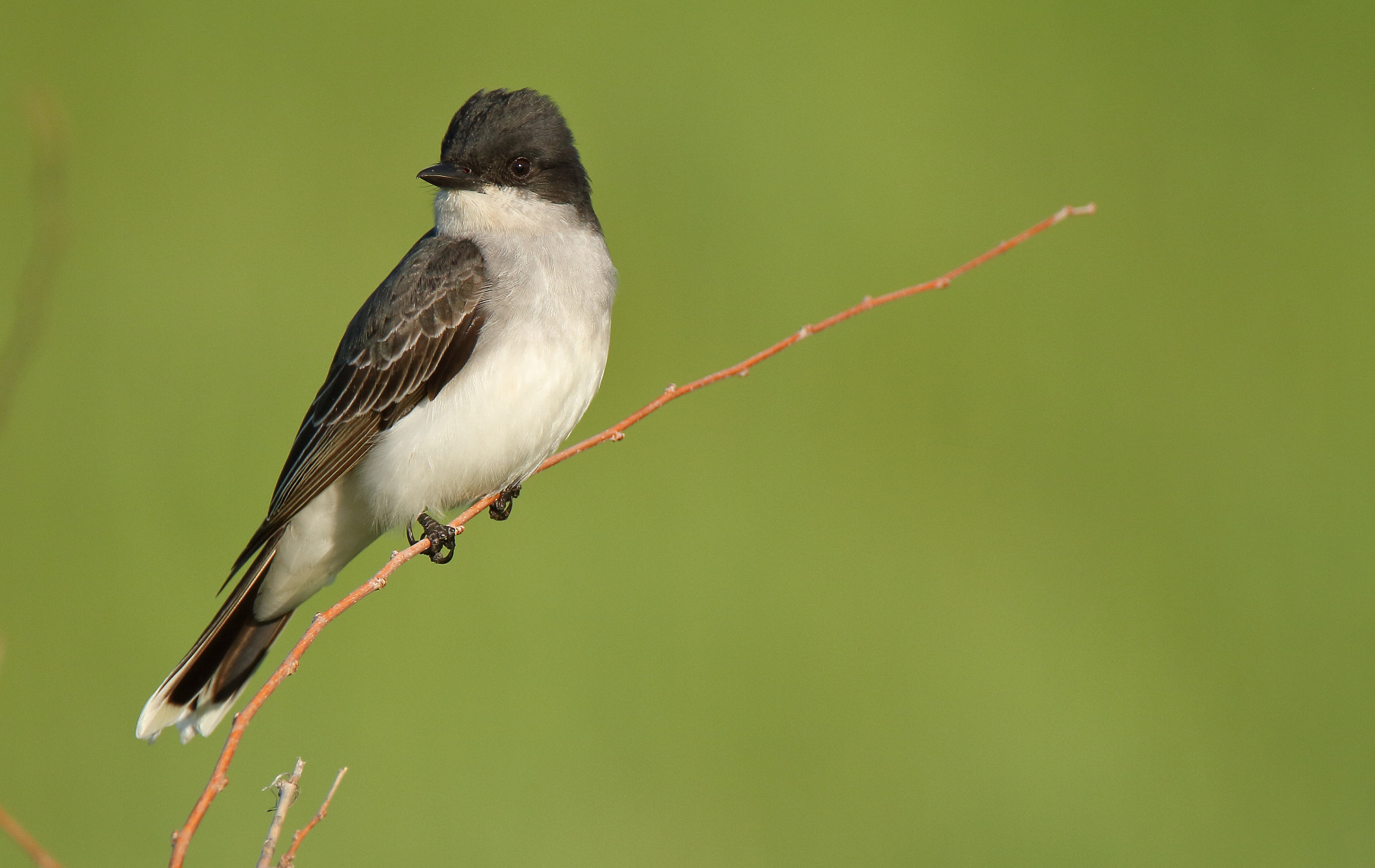 Tamron SP 150-600mm F5-6.3 Di VC USD sample photo. Eastern kingbird photography