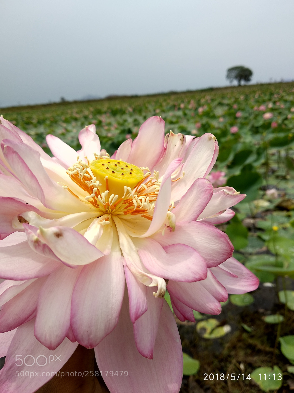Xiaomi Mi A1 sample photo. Untitled photography