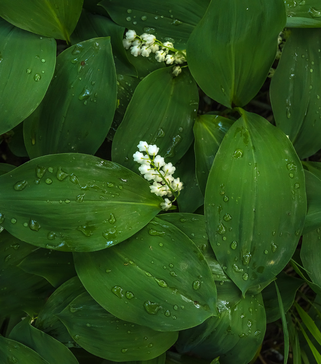 Pentax 645Z sample photo. Lily of the valley after rain photography