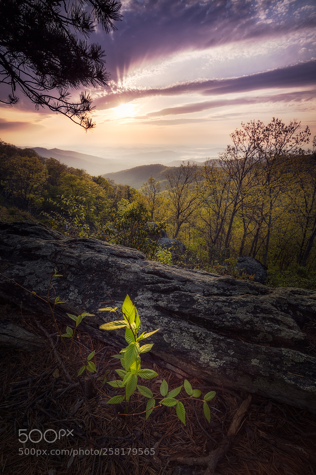 Canon EOS 6D sample photo. Spring morning photography