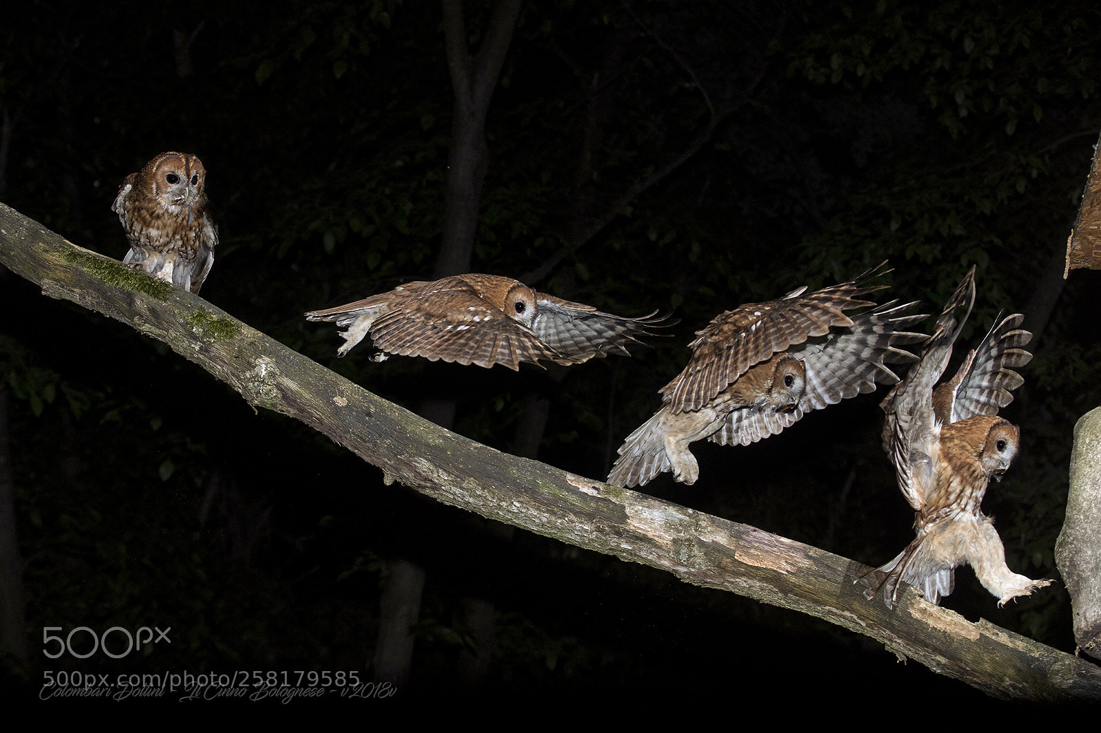 Canon EOS 5DS sample photo. Sequenza arrivo allocco al photography