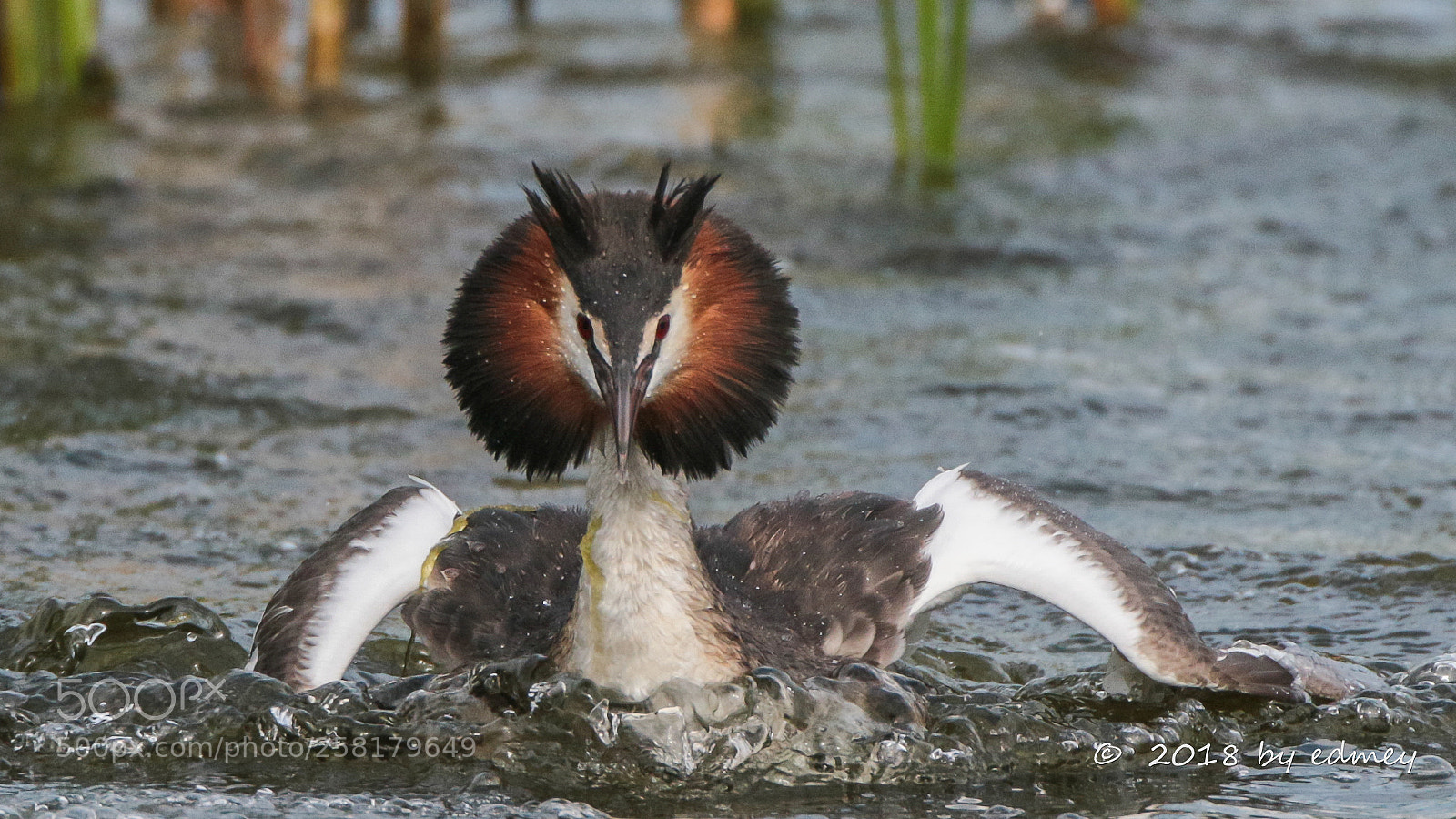 Canon EOS 7D Mark II sample photo. Angry grebe photography