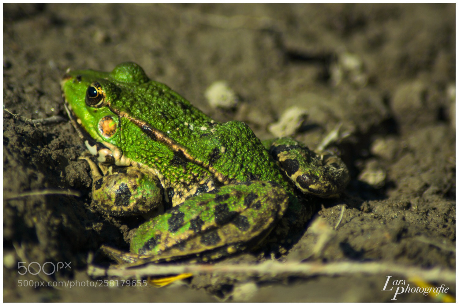 Nikon D5300 sample photo. Froggy  photography