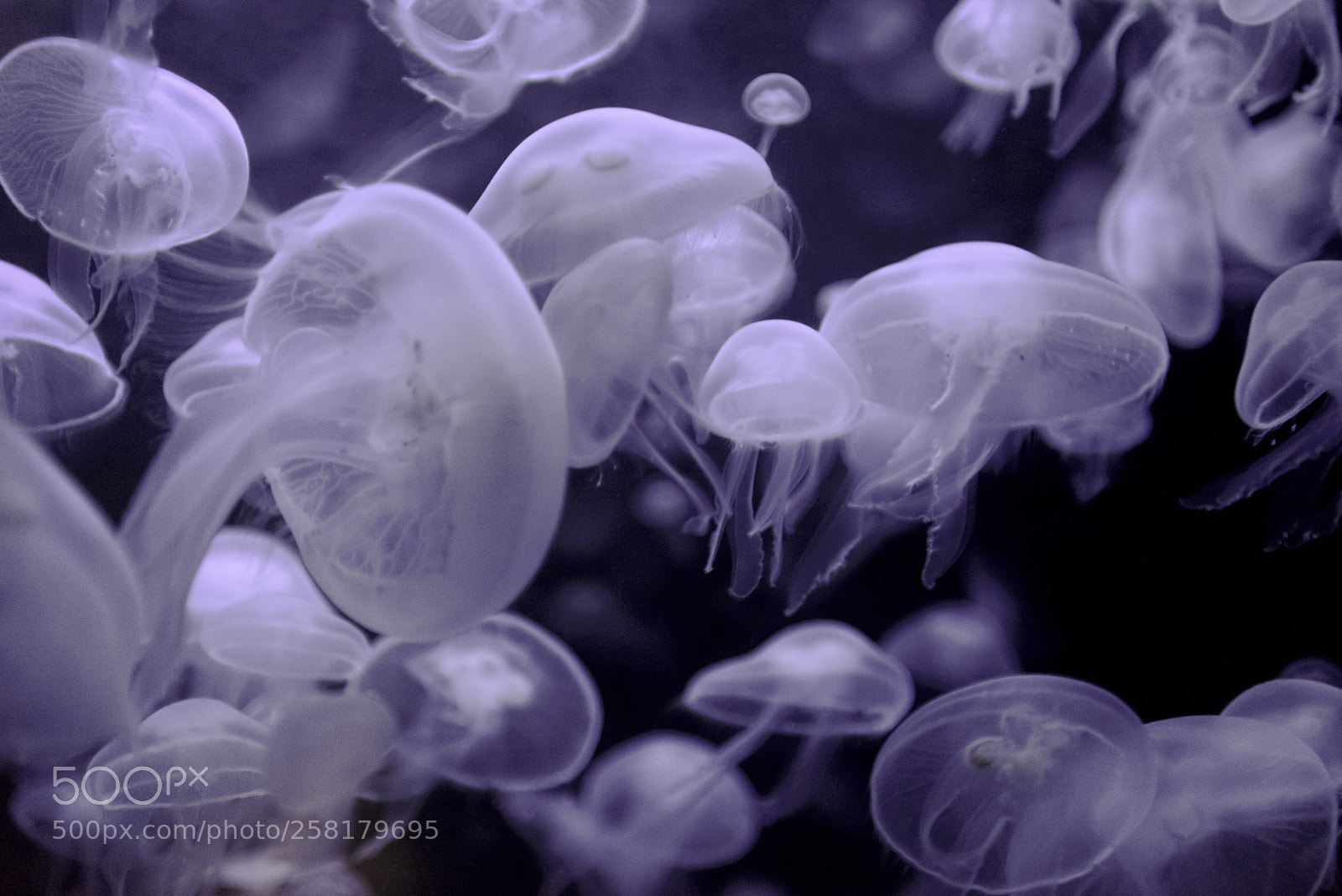 Nikon D600 sample photo. Jellyfish photography