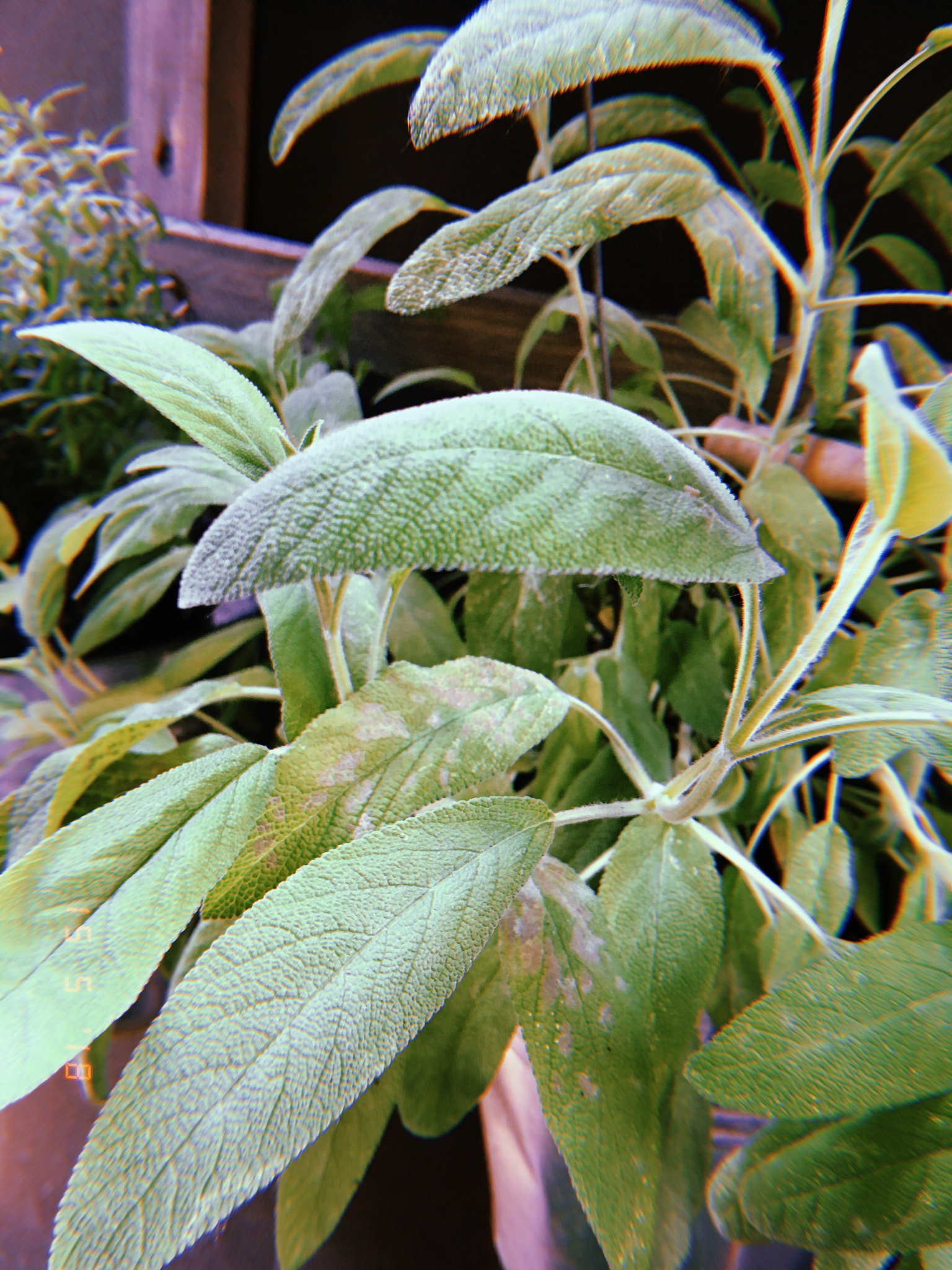 Apple iPhone sample photo