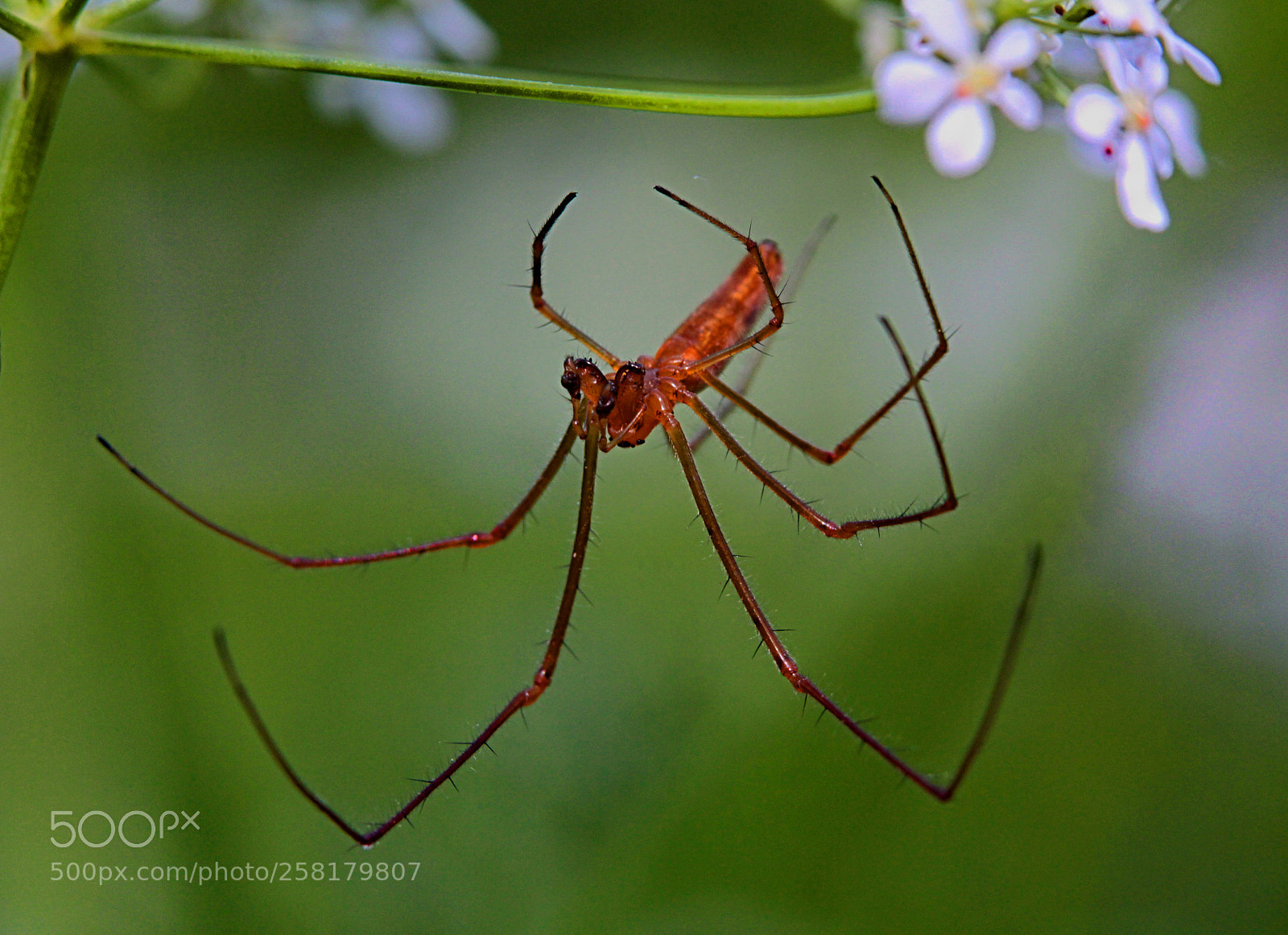 Canon EOS 600D (Rebel EOS T3i / EOS Kiss X5) sample photo. Spider photography