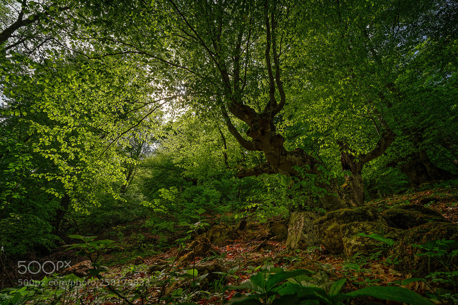 Pentax K-1 sample photo. Ancient beech forests of photography