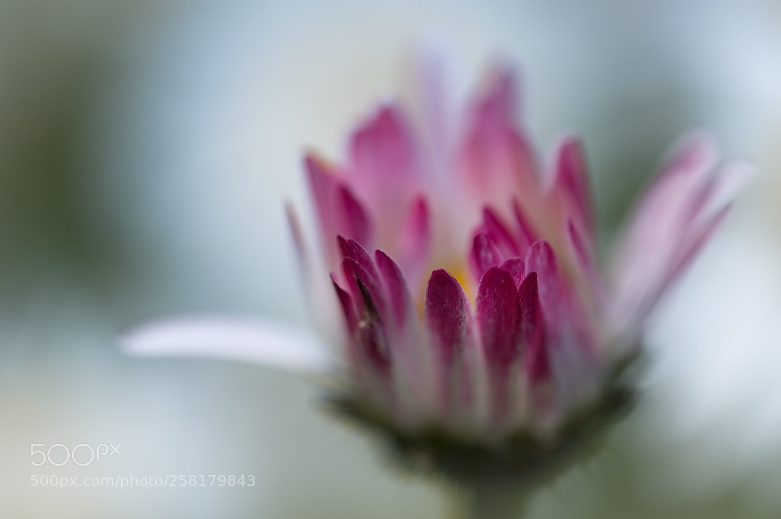 Fujifilm X-Pro2 sample photo. Flower photography