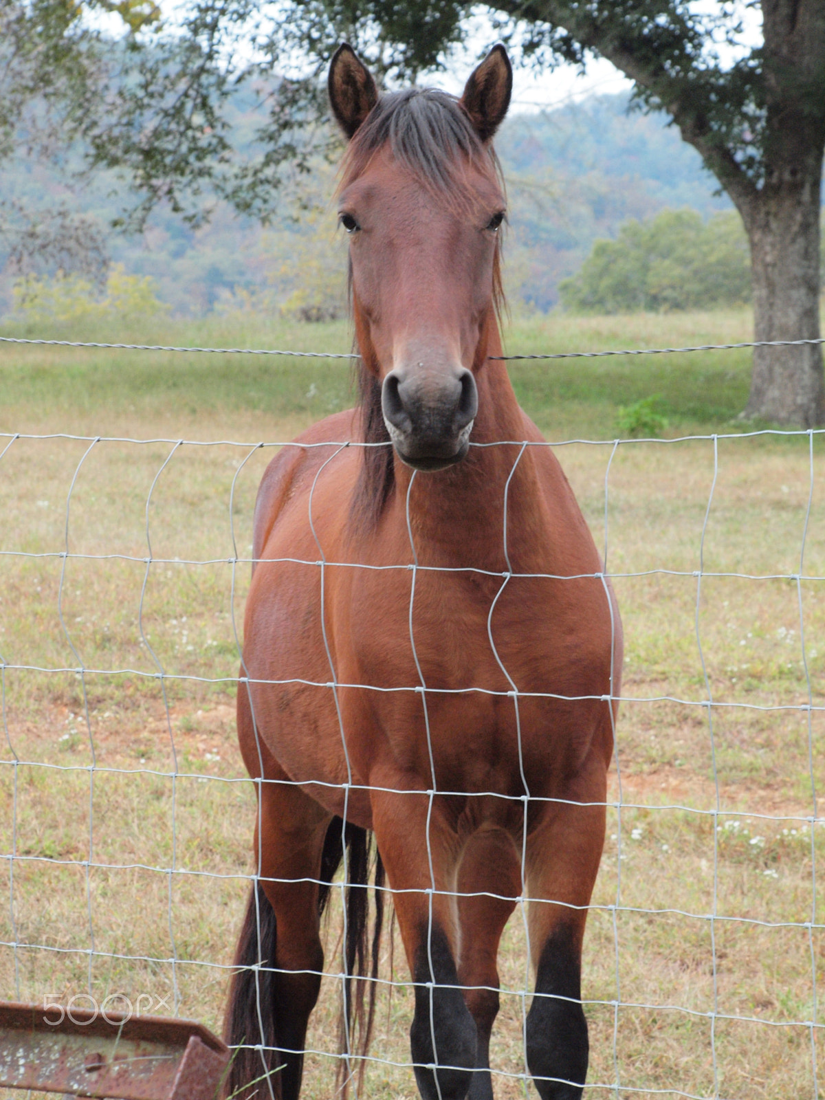 Olympus E-620 (EVOLT E-620) sample photo. Horse photography