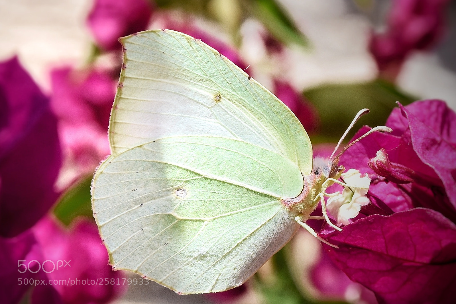 Nikon D7200 sample photo. White butterfly macro photography