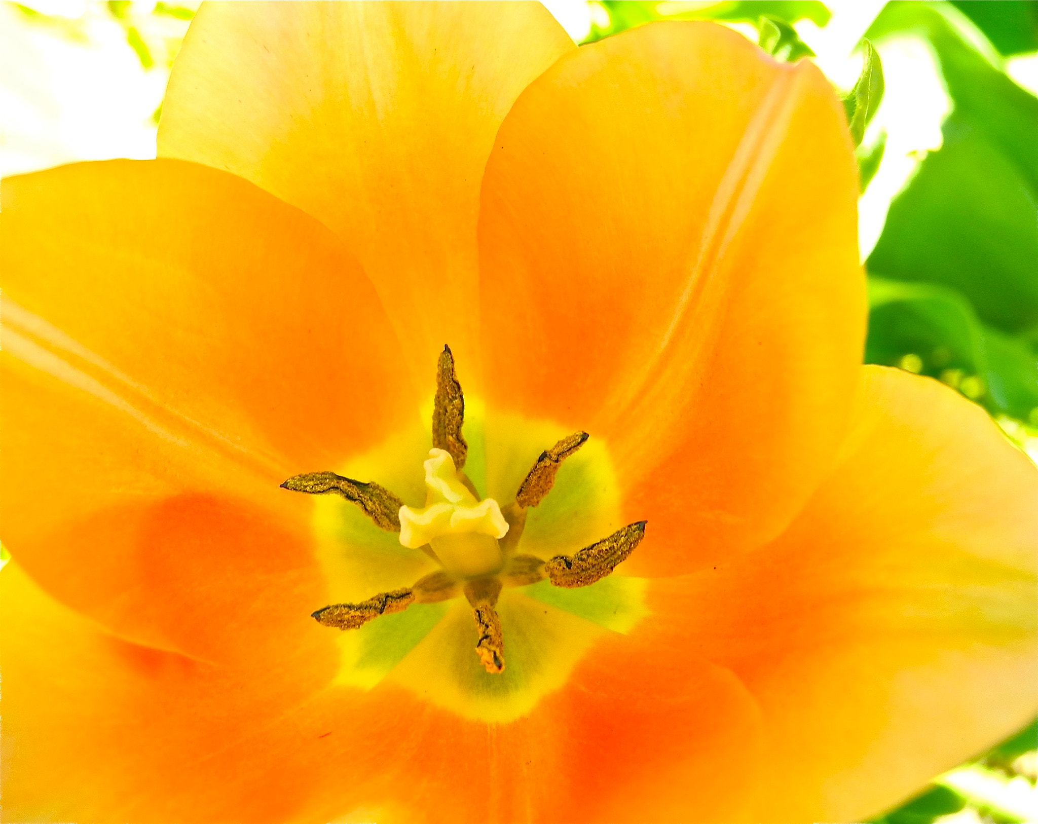 Nikon Coolpix P7100 sample photo. Luscious tulip photography